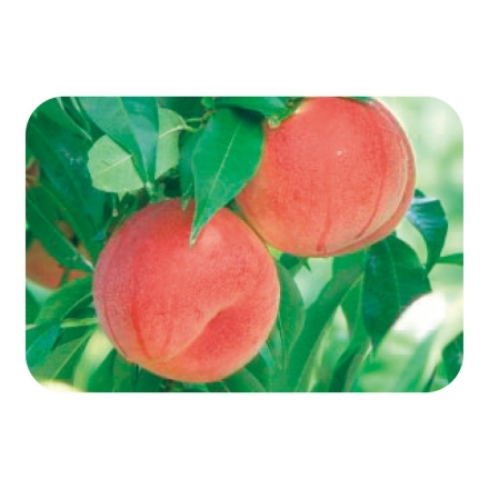 山形県産 真夏の白桃 2kg（秀：5～9個）