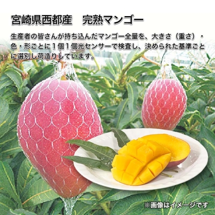 宮崎県西都産 完熟マンゴー 700g（2～3個）
