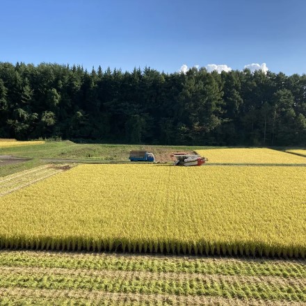 新米　特別栽培米 長野県産 ミルキークイーン（生産者限定） 5kg×2袋　令和6年産