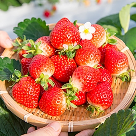 博多あまおう 花いちごのアイス　計10個