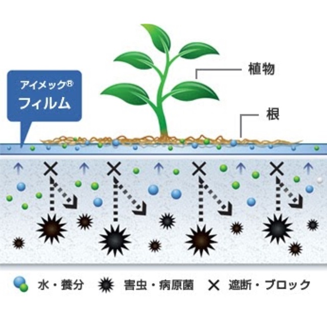 おいしさギュッと濃縮！フルーツとまと 《まっ赤なアイコ》 たっぷり1kg