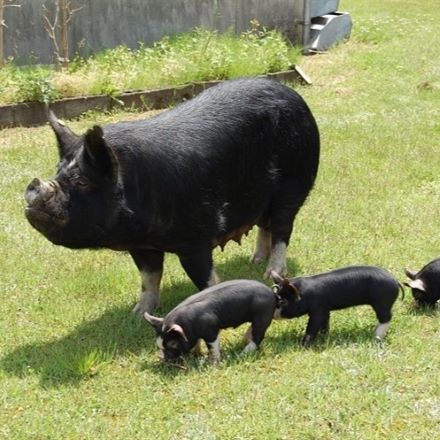 鹿児島黒豚 ハンバーグ 1200g(100g×12個入り)