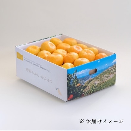 愛媛みかん 秀品 3kg （S～Lサイズ）20個から30個程度