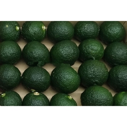 訳あり 宮崎県西米良村「青い柚子」1kgセット