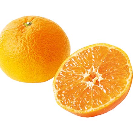 お中元 2025 佐賀県産 ハウスみかん1kg 4726-054