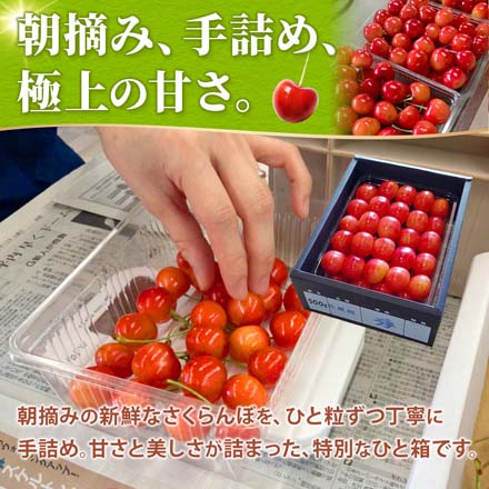 山形県産 さくらんぼ 佐藤錦 紅秀峰 秀品 表面並べ詰め 500g 東北ECグローバル