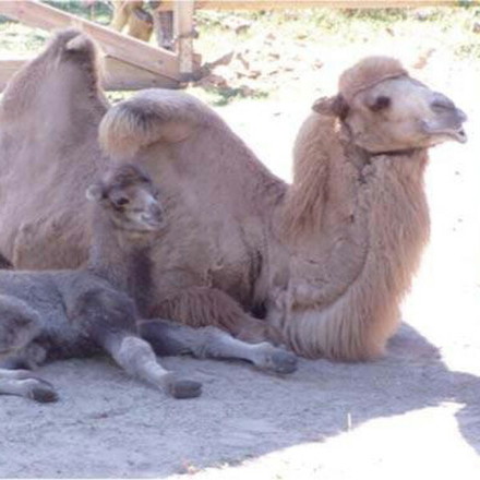 ふわふわキャメル敷きパッド シングル 敷パッド ベッドパッド パッド