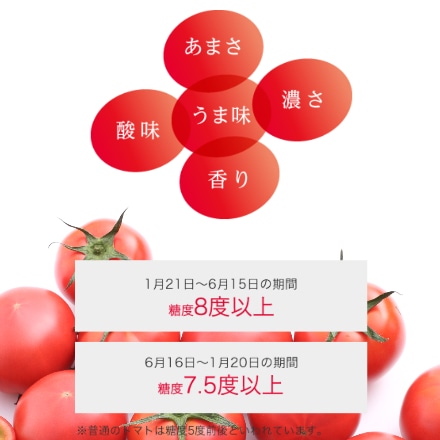 アメーラトマト 約1kg 高糖度トマト 産地直送 こだわり野菜 濃厚なトマトの味わい 化粧箱入