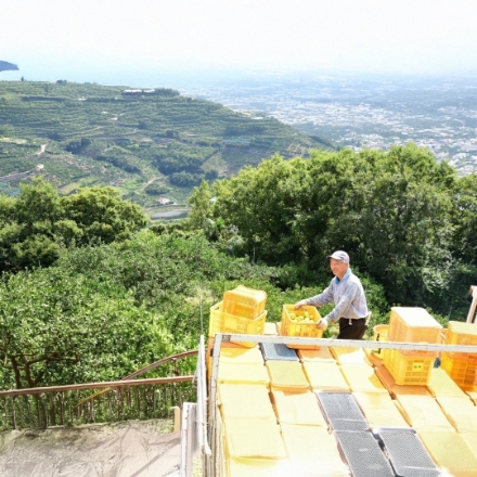和歌山 「伊藤農園」 ピュアフルーツ寒天ジュレ(みかん、きよみ×各2、はっさく、あまなつ×各1)