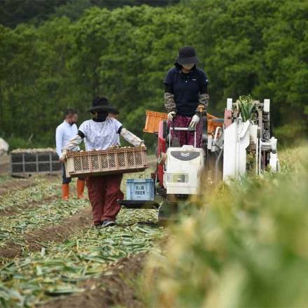 訳あり 青森県産 熟成発酵黒にんにく 700g