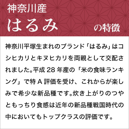 新米 白米 神奈川県産 はるみ 900g 令和6年産