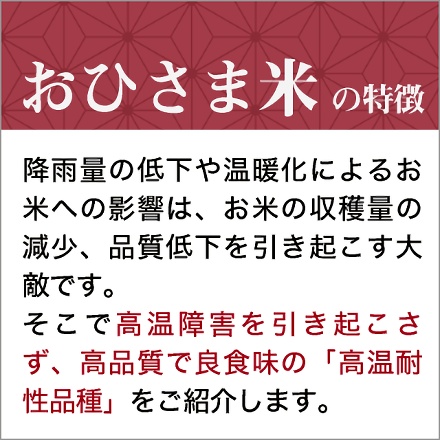 白米 おひさま米 栃木県産 とちぎの星 10kg 2kg×5袋 令和7年産