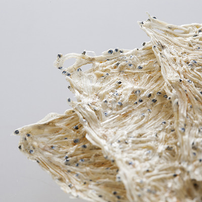 昭和18年創業以来、今も変わらず職人による手作りが自慢の　たたみいわし　有限会社まいさか丸三・静岡県