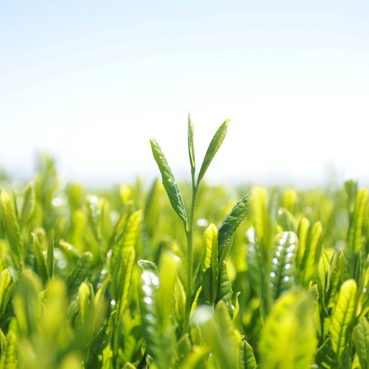 静岡 牧之原茶 雫茶 プレミアム ペットボトル やぶきた 〔350ml×24〕 緑茶