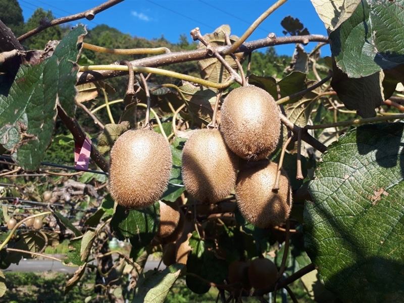 キウイフルーツ 特選品ほらどキウイ 岐阜県産 Lサイズ 9玉x2箱 約2kg 【数量限定】