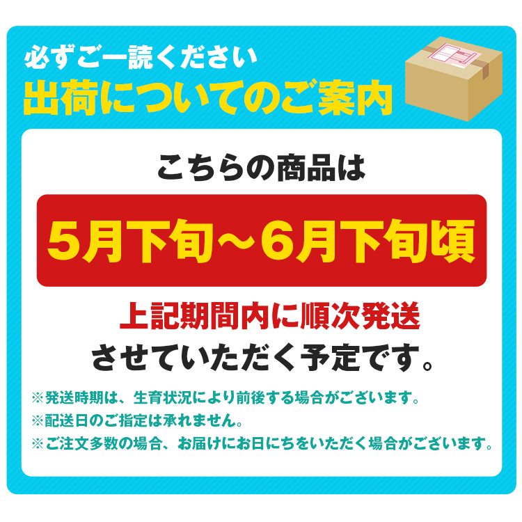 マンゴー 1.2kg以上 (2ー3玉程度) 台湾産 ピントン産 台湾から直送 チャンピオンマンゴー 糖度16度以上 産直 同梱不可 指定日不可