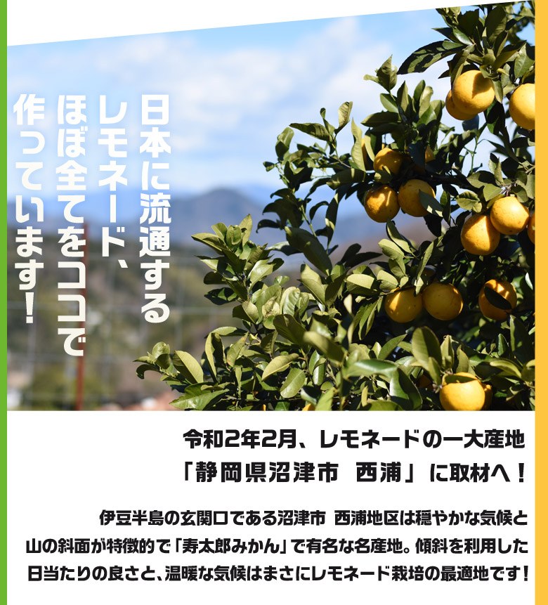【2/23から出荷開始】 静岡県産柑橘 「レモネード」 2S-Lサイズ 約2.5kg 簡易箱 ※常温
