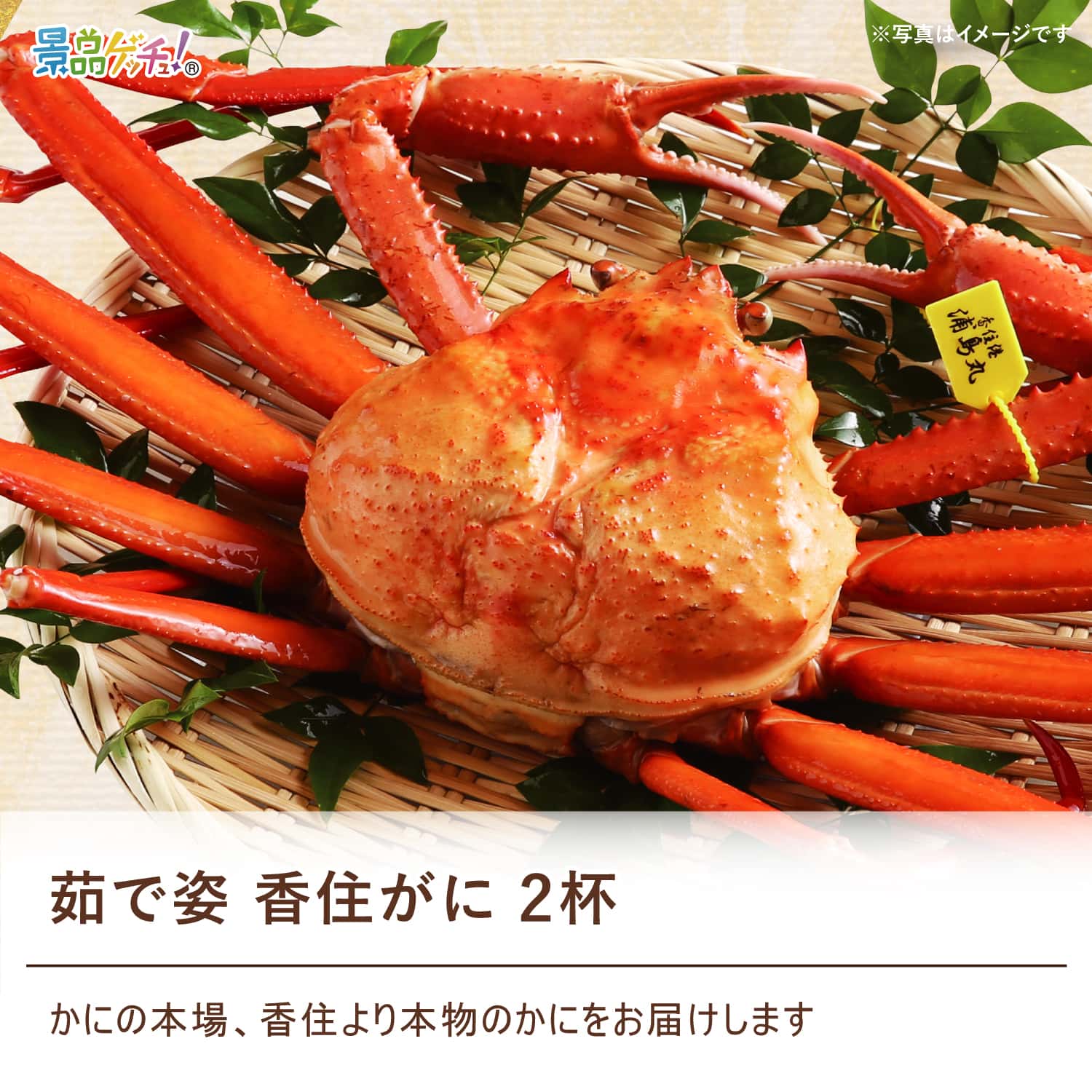 景品パネル・目録 【 茹で姿 香住がに 2杯 （ 単品景品 ） 】 景品ゲッチュ！
