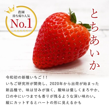 特選季節のフルーツ│とちあいか2パック300g