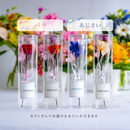 母の日 【花ギフト付】 花盛 牛タン ＆ 黒毛和牛 5種 焼肉セット 280g