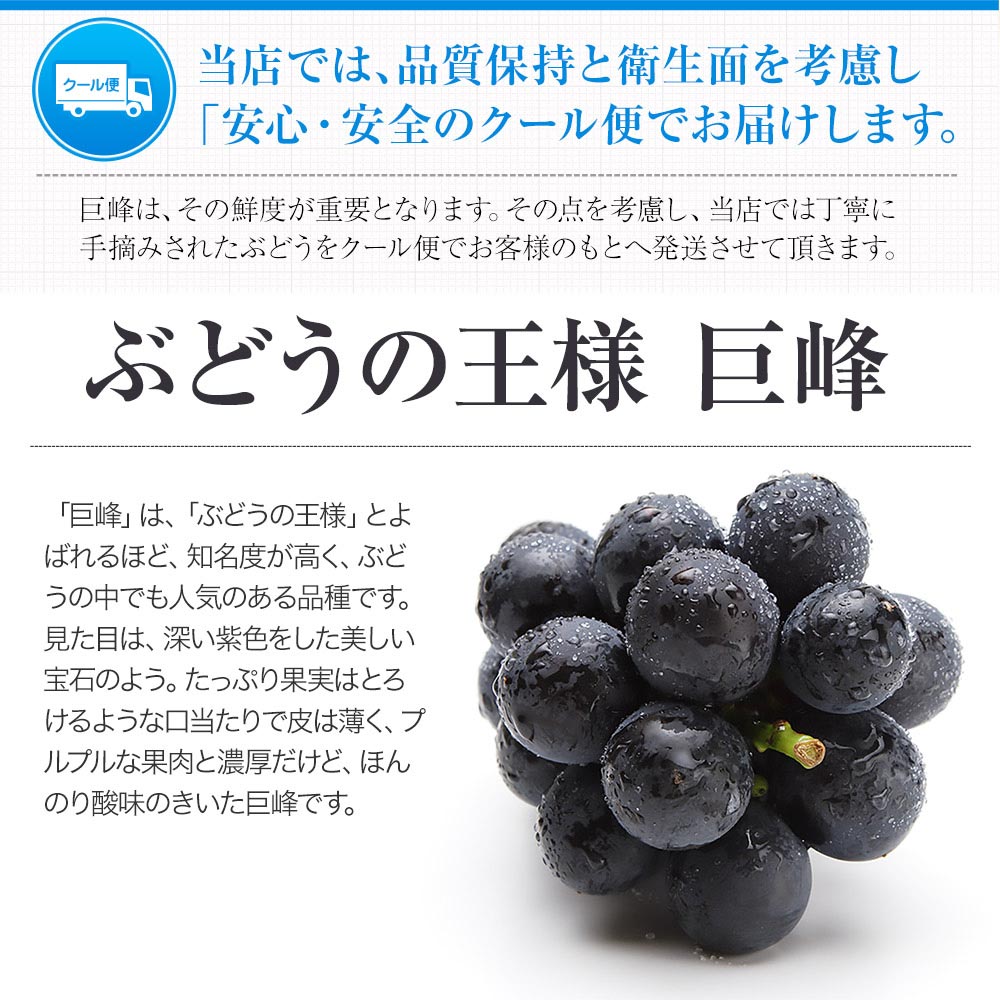 ぶどう ギフト 九州産 巨峰 1.2kg前後 お中元 ギフト 旬 フルーツ 葡萄 フルーツギフト 果物 食品 熊本 《3-7営業日以内に出荷予定》