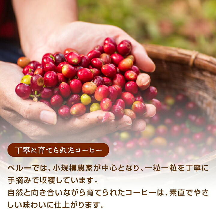 澤井珈琲 やさしい苦みとすっきり後味 ペルー産 アンデスマウンテン 200g×2袋 豆のまま