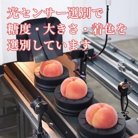 光センサー選別 献上桃の郷 桑折町の桃 1.2ｋｇ （4～5個）