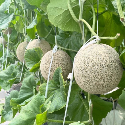 温室マスクメロン1個 送料込み