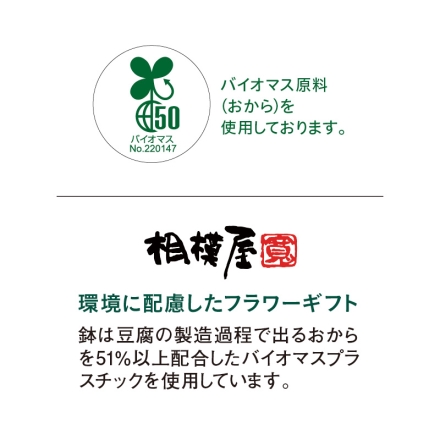 カーネーション「 ピーチソフト 」 サイズ（約）＝高さ35cm 鉢／直径15cm（5号鉢） 母の日 送料込み