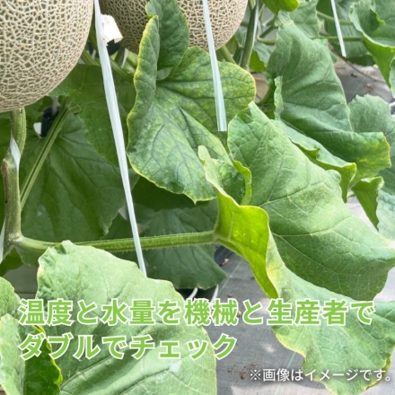 マスクメロン 2個入