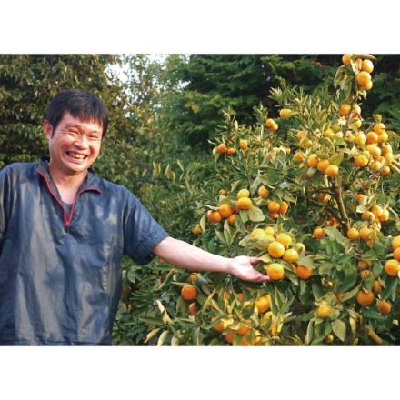 旬のとれとれ直送便（温州みかん）2.5ｋｇ