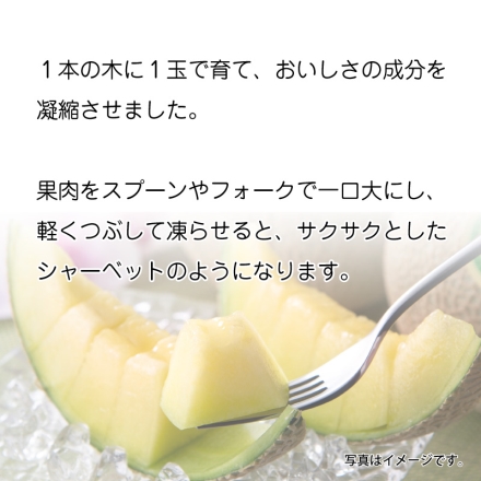 お中元のし付き マスクメロン1個 御中元 夏ギフト ギフト 贈答