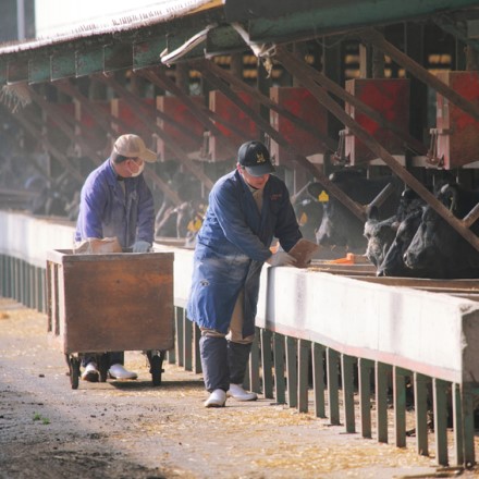 鹿児島県 国産 未経産牛 黒毛姫牛 牛肉コロッケ 加熱用 80g x 10個