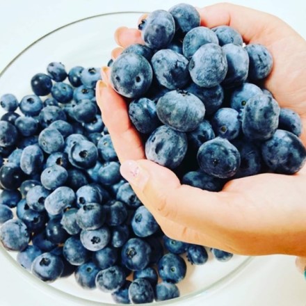山元ヒルズファーム　無農薬ブルーベリー 500ｇ入
