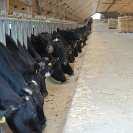 鹿児島県産 黒毛和牛 もも肉 しゃぶしゃぶ用 A4ランク