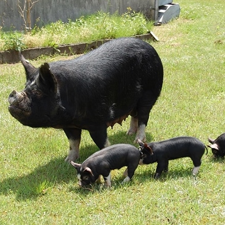 鹿児島黒豚 STOREE SAISON 人気総菜セット(黒豚ハンバーグ4個、黒豚餃子36個)