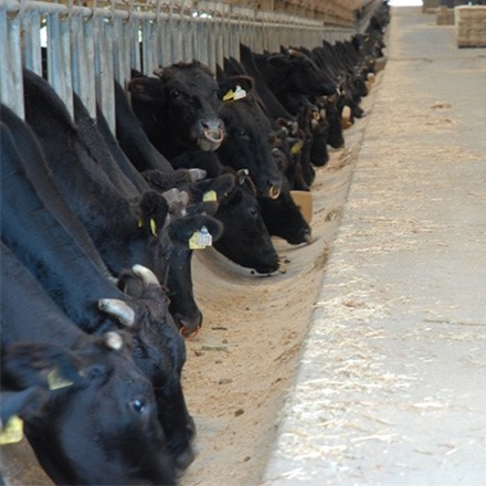 鹿児島県産 黒毛和牛 ホルモン 250g×2P