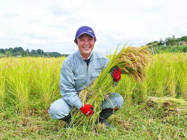 白米 宮城県登米市産 ひとめぼれ 10kg 令和5年産 精米