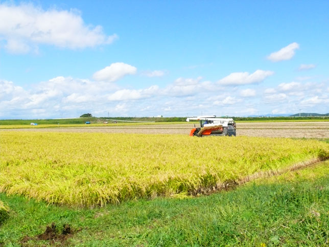 玄米 宮城県登米市産 特別栽培米つや姫 10kg （ 宮城県認証 農薬・化学肥料節減米 ） 令和6年産