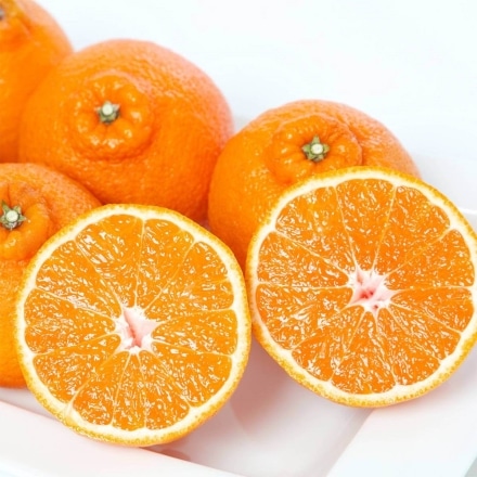 愛媛産 不知火 しらぬい 秀品 4kg