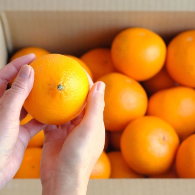 【2026年3月上旬より順次出荷】注目の新品種！紅プリンセスと同品種「愛媛果試48号」 秀品 2kg