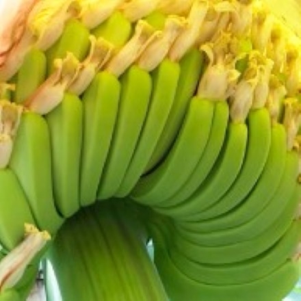 超希少。皮ごと食べられる国産無農薬バナナ　NEXT716　レギュラーサイズ12本