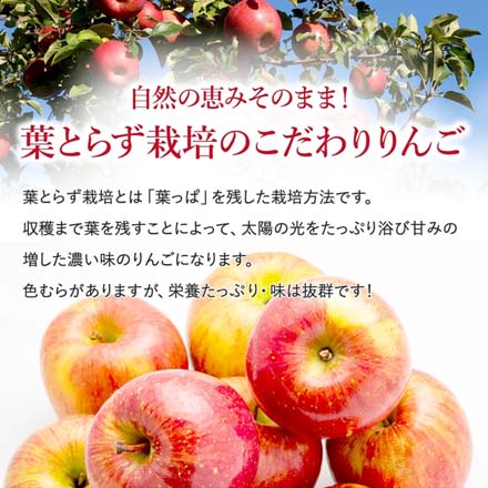 訳あり 長野県産 葉とらずふじりんご 10kg 東北ECグローバル