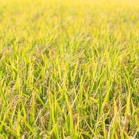 ふるさと越後発 新潟県産 コシヒカリ 5kg 令和7年産