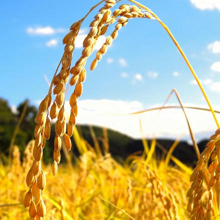 美味 新潟米 2kg 令和7年産