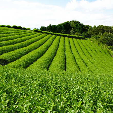 契約茶園謹製 老舗のこだわり 深蒸緑茶 匠の茶詰合せ SP-C 深蒸し煎茶 120gx2