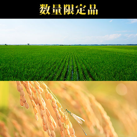 白米 茨城県河内町産 コシヒカリ 900g 令和7年産