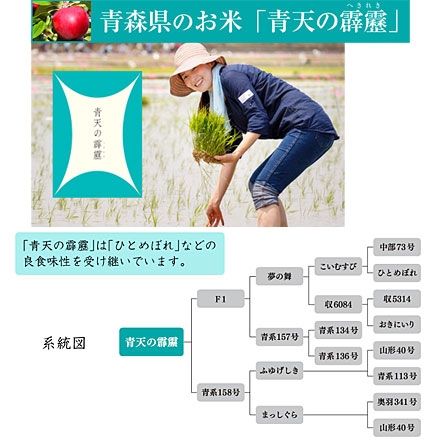 新米 白米 青森県産 青天の霹靂 2kg 令和6年産