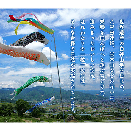 新米 白米 青森県産 はれわたり 10kg 2kg×5袋 特A評価 令和7年産