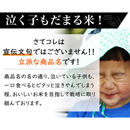 白米 徳島県産 泣く子もだまる米 〈コシヒカリ〉 10kg 2kg×5袋 生産者指定米 令和6年産